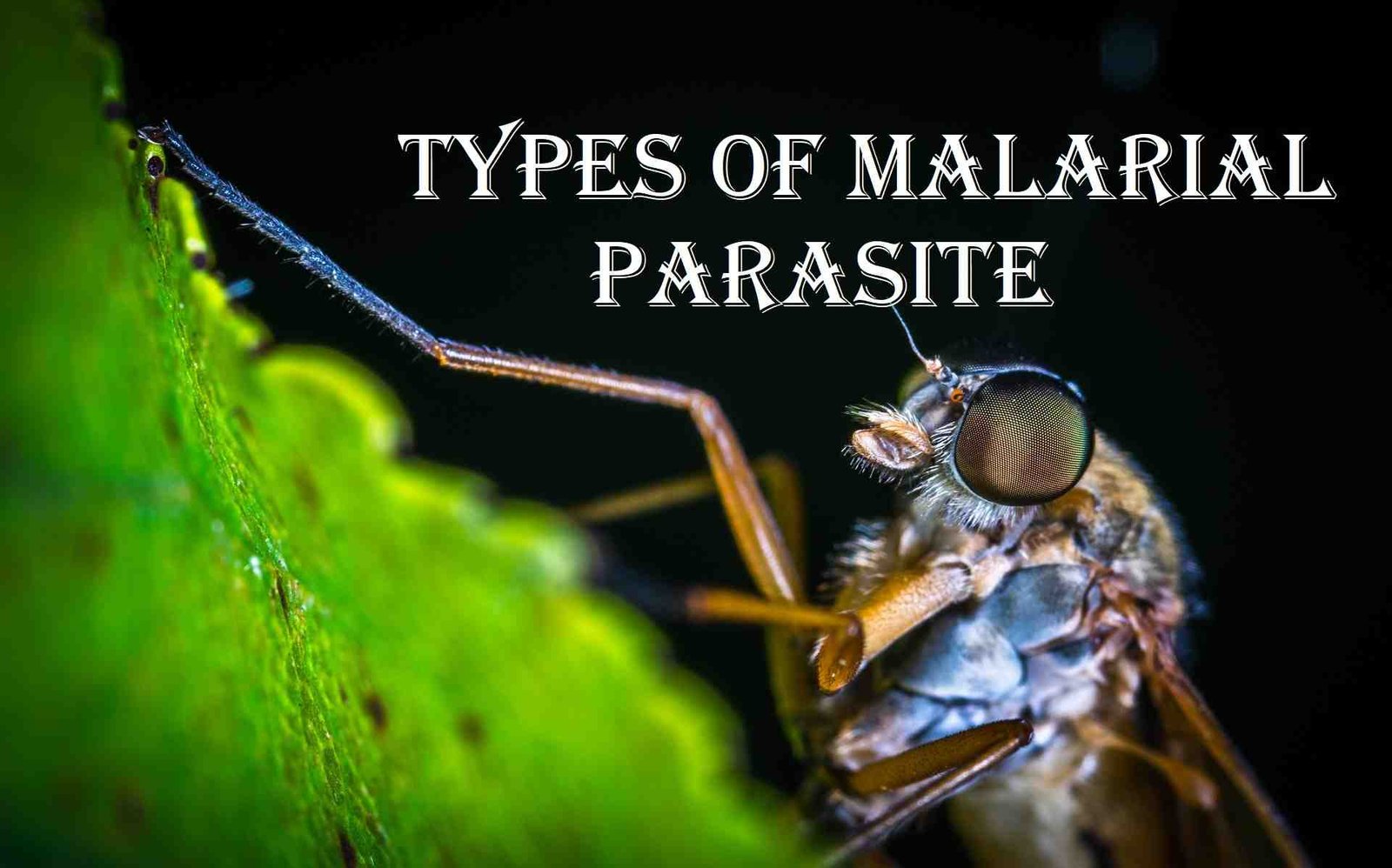 types of malaria
