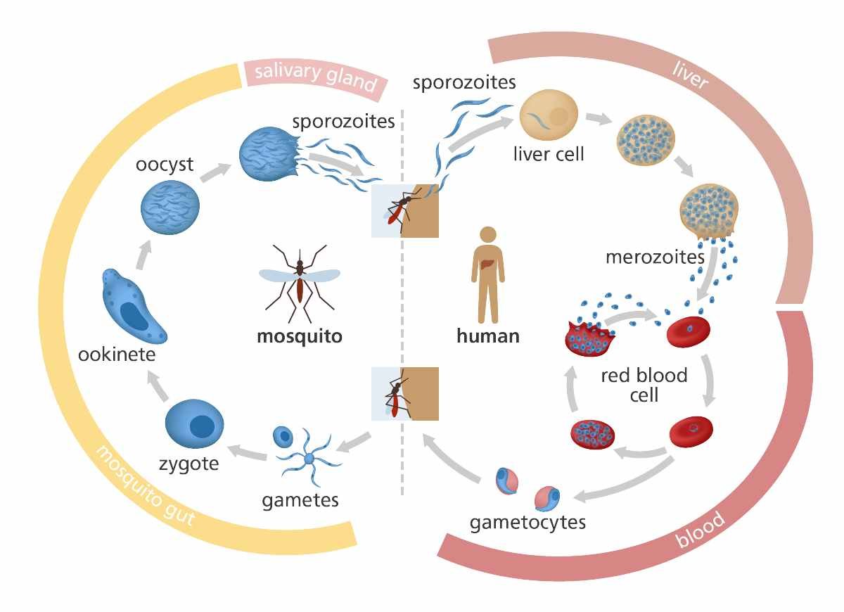 What causes malaria