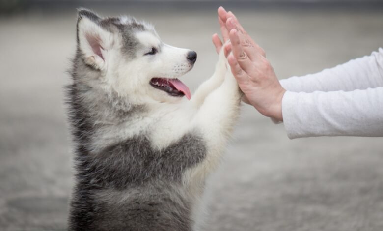 emotional support animal idaho